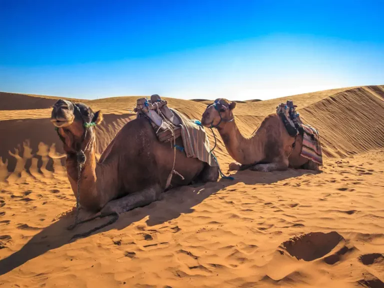 Depuis Djerba: Visite d&rsquo;une journée à Ksar Ghilane