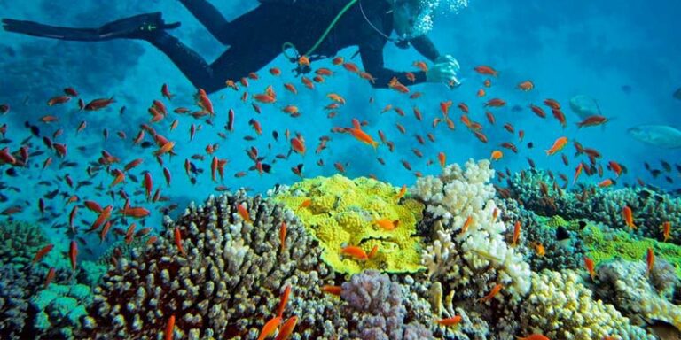 Plongée Sous-Marine à Djerba : Explorez les Profondeurs de l&rsquo;Île