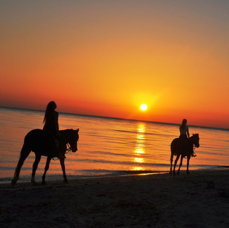 les Promenades à Dos de Chameau en Tunisie