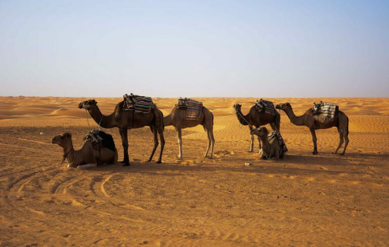 Excursion à Douz et Matmata au Départ de Djerba