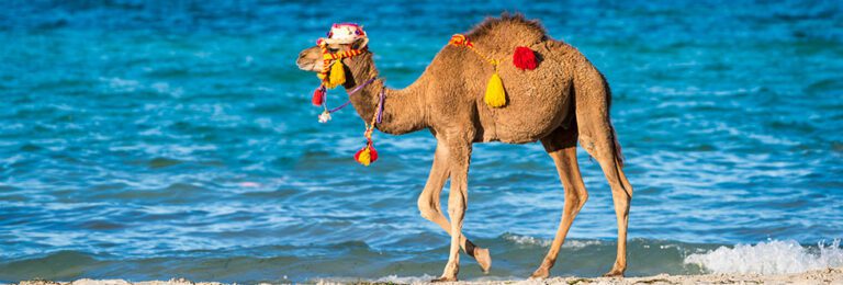 Djerba en solo : guide complet pour voyager seul à Djerba