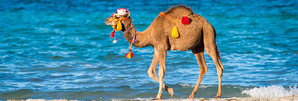 Djerba en solo : guide complet pour voyager seul à Djerba