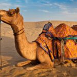 découvrez le désert tunisien