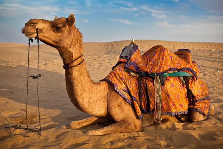 Programme Circuit à Djerba Désert