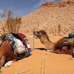 Excursion à douz au depart de Djerba Excursion Djerba Désert