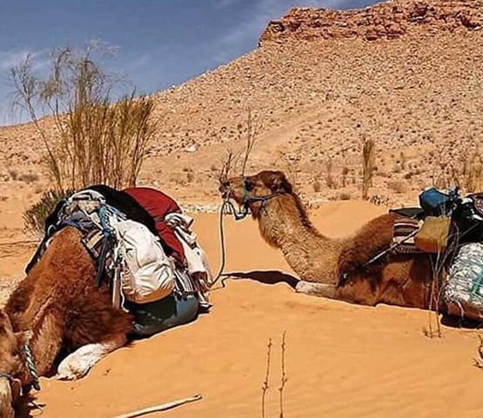 Excursion Djerba Désert
