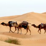 Découvrez le Sud Tunisien