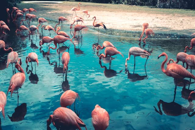 Île des flamants roses et snorkeling à Djerba